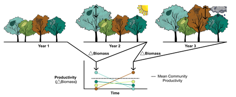 Grafische Darstellung asynchroner Artenreaktionen in Baumgemeinschaften aus gemischten Arten auf kontrastierende klimatische Bedingungen. Die Baumgemeinschaft erfährt ein „normales“ (Jahr 1), ein außergewöhnlich trockenes (Jahr 2) und ein außergewöhnlich 