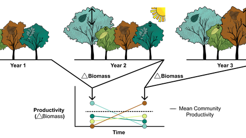 Graphical illustration of asynchronous species responses in mixed-species tree communities to contrasting climatic conditions. The tree community experiences a “normal” (year 1), an exceptionally dry (year 2), and an exceptionally wet (year 3) year, which