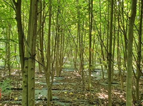 Es sind Baumreihen der Versuchspflanzung in Bad Lauchstaedt zu sehen.