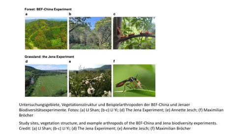 Untersuchungsgebiete, Vegetationsstruktur und Beispielarthropoden der BEF-China und Jenaer Biodiversitätsexperimente