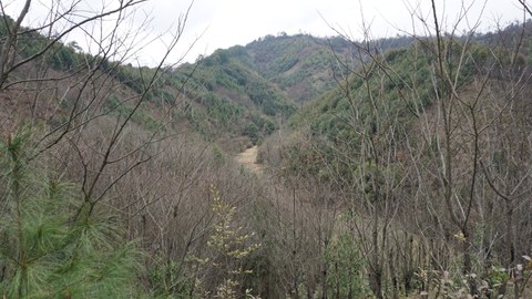 Das Foto zeigt die Untersuchungsfläche des BEF-China-Projektes. Es sind bewaldete Hänge zu sehen.