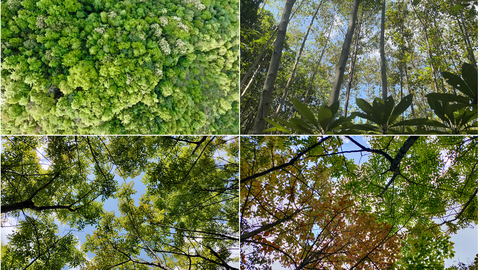 Vier verschiedene Baumkronen sind abgebildet