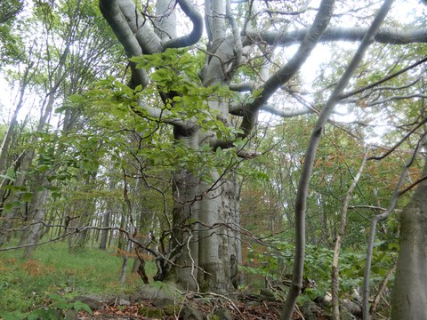 Laubbaum auf dem Geisingberg