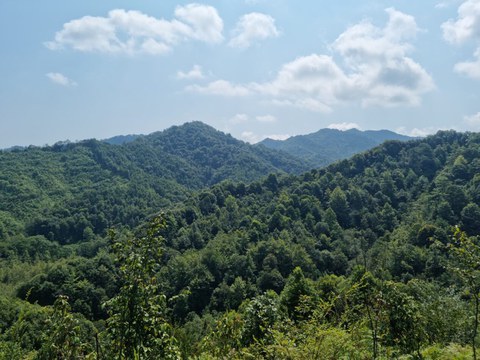 Blick auf bewaldete Hügel 