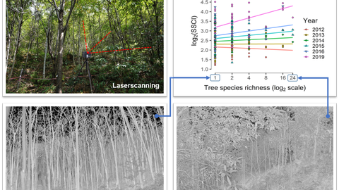 Tree species richness promotes early increase of stand structural complexity