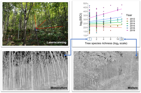Tree species richness promotes early increase of stand structural complexity