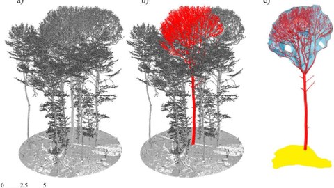 The picture shows three point clouds; left to right: a) Registered point cloud with multiple trees and ground; b) single segmented tree in red; c) crown volume in blue and crown projection area in yellow.