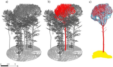 The picture shows three point clouds; left to right: a) Registered point cloud with multiple trees and ground; b) single segmented tree in red; c) crown volume in blue and crown projection area in yellow.
