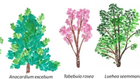 Fünf verschiedene, nebeinander stehende Baumarten, der Größe nach von links nach rechts höher werdend: Hura crepitans, Anacardium excelsium, Tabebuia rosea, Luehea seemmanii, Cedrela adorata. 