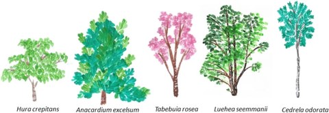 Fünf verschiedene, nebeinander stehende Baumarten, der Größe nach von links nach rechts höher werdend: Hura crepitans, Anacardium excelsium, Tabebuia rosea, Luehea seemmanii, Cedrela adorata. 