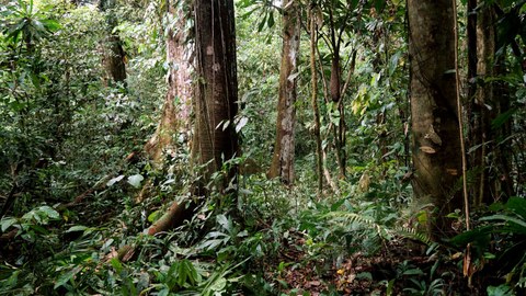 Rain forest in the Darién National Park
