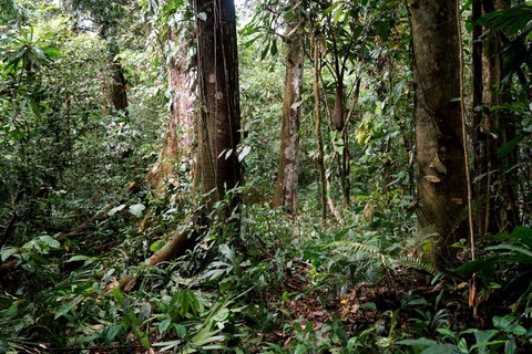 Rain forest in the Darién National Park