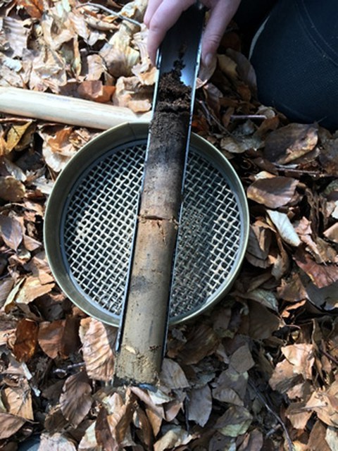 Auf dem Waldboden inmitten von Laub liegt ein Erdsieb, darauf ist eine Erdbohrer mit einer Bodenprobe abgebildet
