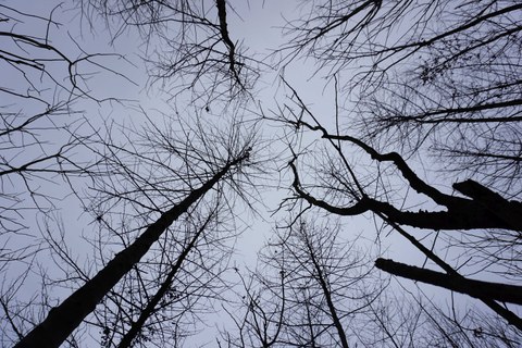 Das Foto zeigt unbelaubte Baumkronen, die von unten aufgenommen in den blauen Himmel ragen.
