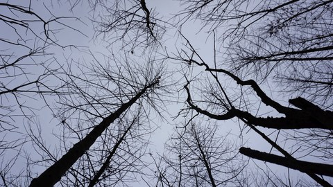 Das Foto zeigt unbelaubte Baumkronen, die von unten aufgenommen in den blauen Himmel ragen.