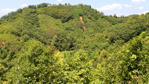 Für das Experiment BEF-China wurden vor rund zehn Jahren auf über 500 Parzellen Wälder angepflanzt, die sich in der Anzahl ihrer Baumarten unterscheiden