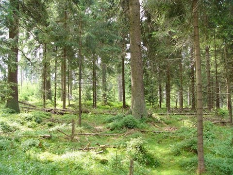 Die Aufnahme zeigt den Waldboden eines Fichtenwaldes