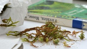 In the foreground there are mosses on a table, in the background there is a moss identification book