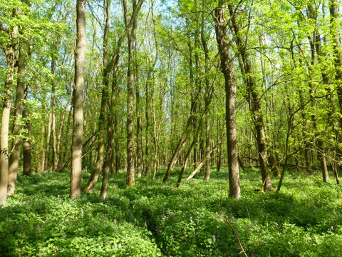 The photo shows a red ash forest