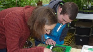 The photo shows a scientist and a student bending over a bowl with seedlings