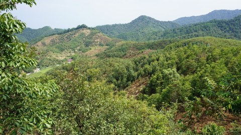 Tree diversity experiment BEF-China, September 2016 