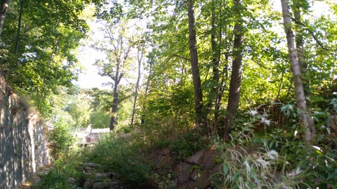 Das Foto zeigt einen Abschnitt des renaturierten Mortelbachs. Der Bachabschnitt ist von Bäumen umstanden, rechts ist eine gepflasterte Böschung, die von krautiger Vegetation überwuchert ist, links befindet sich eine Mauer.