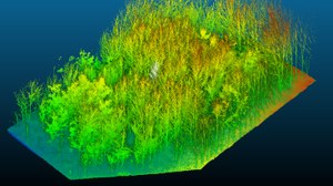 Das Bild zeigt ein Modell einer Untersuchungsfläche. Bäume als Punktwolke stehen auf einem digitalen Geländemodell.