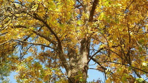 Das Foto zeigt eine Baumkrone mit leuchtend gelben Blättern
