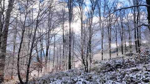 Aufnahmefläche in Hessen. Ein Wald im Winter wird gezeigt