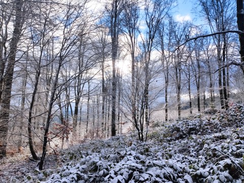 Aufnahmefläche in Hessen. Ein Wald im Winter wird gezeigt