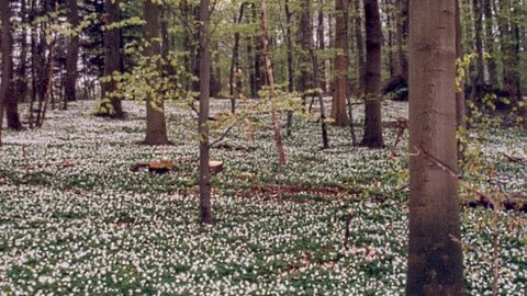 Eine extensive Waldbewirtschaftung ist geeignet, eine naturnahe, waldtypische Krautschicht zu erhalten