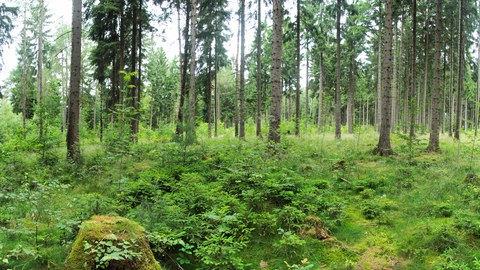 Waldbild_3