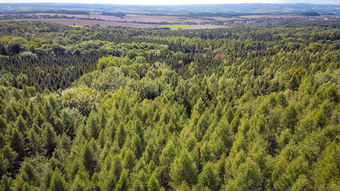 Luftbild von einem Wald in Sachsen