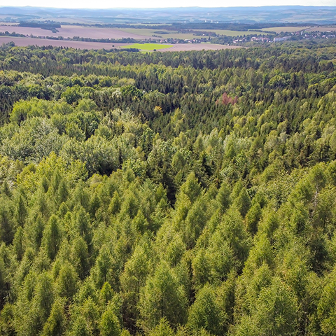 Luftbild von einem Wald in Sachsen