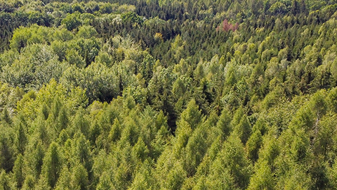 Luftbild von einem Wald in Sachsen