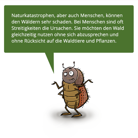 Ein Borkenkäfer erzählt über die Waldkrise