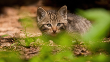 Eine junge Wildkatze schaut aus ihrem Versteck.