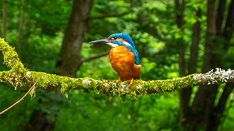 Ein Eisvogel sitzt auf einem Ast über einem Bach im Wald