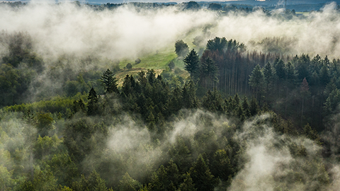 Vogelperspektive auf einen Wald aus dem Nebelschwaden aufsteigen.