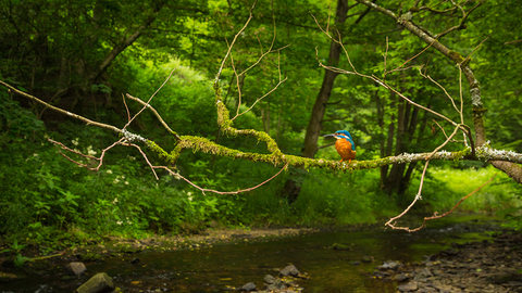 Ein Eisvogel sitzt auf einem Ast über einem Bach im Wald