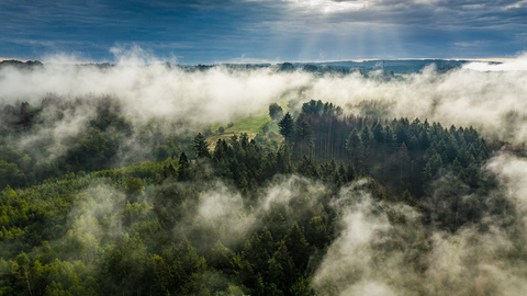 Vogelperspektive auf einen Wald aus dem Nebelschwaden aufsteigen.