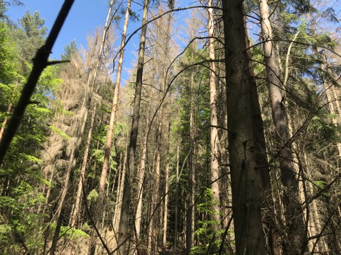 toter Baumbestand