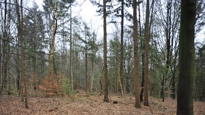 Waldbild Struktur