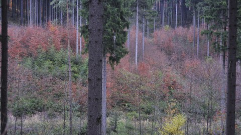 Voranbau