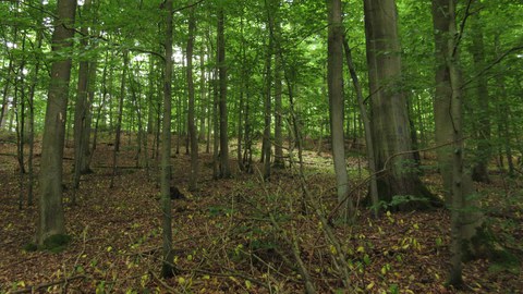 Ungleichaltriger Buchenbestand