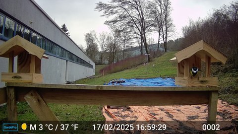 Wildkamera Test