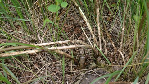 Arvicolinae damage on black locust