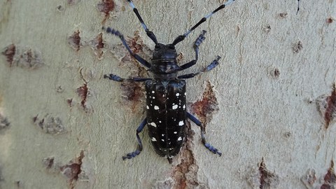 Asiatischer Laubholzbockkäfer (Anoplophora glabripennis)