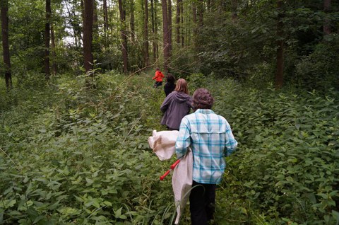 Auf der Jagd nach Cryptorhynchus lapathi in Neuzauche