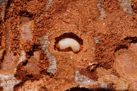 Larve des Zwölfzähnigen Borkenkäfers (Ips sexdentatus)